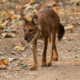 dhole